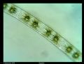 Zygnema sp.